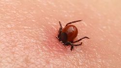 Uzmanından kene uyarısı: Fark edildiği anda, acil servise başvurulmalı